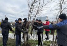 ЭКО-БАРАБАН, командная игра и 100 деревьев: в Петропавловске открыли Аллею волонтеров-2026